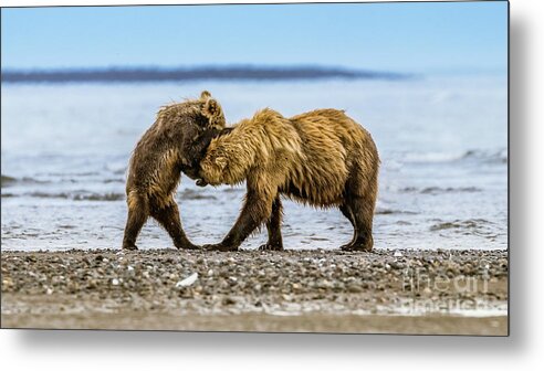 Bear Metal Print featuring the photograph Coastal brown bears by Lyl Dil Creations