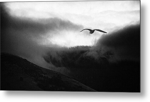 Seagull Metal Print featuring the photograph Cowboys And Angels by Jacob Tuinenga