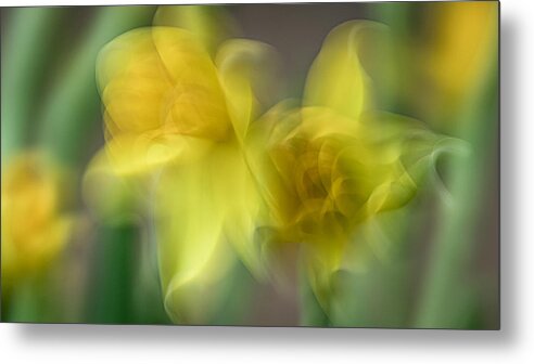 Icm Metal Print featuring the photograph Daffodils by Roswitha Stelzer