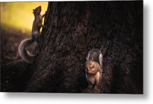 Squirrel Metal Print featuring the photograph Dinner Time! by Shutterlore