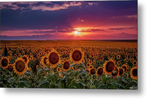 Colorado Metal Print featuring the photograph Dramatic Colorful Colorado Sunflower Sunset by Teri Virbickis
