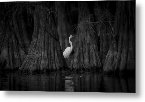 Egret Metal Print featuring the photograph Egret And Cypress by Michael Zheng