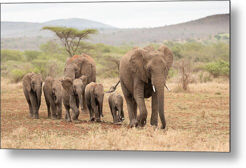 Elephants Metal Print featuring the photograph Elephants Herd by Joan Gil Raga