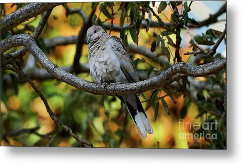 Standing Metal Print featuring the photograph Eurasian Collared Dove by Pablo Avanzini