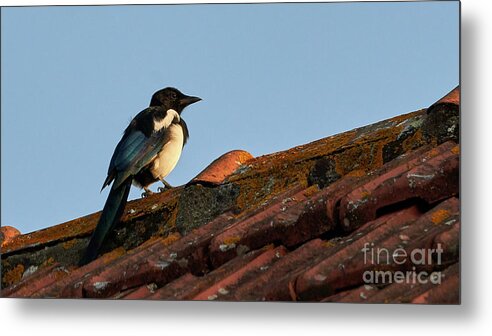 Colorful Metal Print featuring the photograph Eurasian Magpie Pica Pica on Tiled Roof by Pablo Avanzini