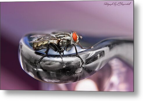 Macro Photography Metal Print featuring the digital art Fly on a tap 0122 by Kevin Chippindall