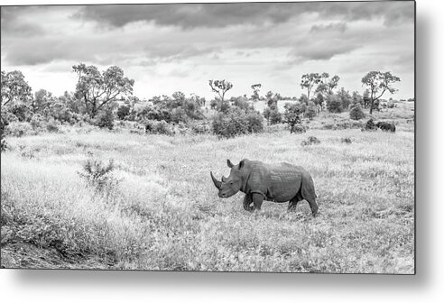 Rhino Metal Print featuring the photograph Foreboding Skies by Hamish Mitchell