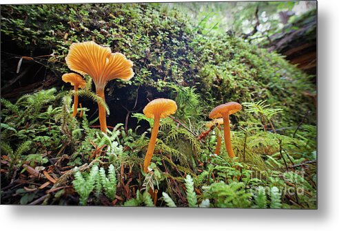 Earth Metal Print featuring the photograph Forest Fungi by Martin Konopacki