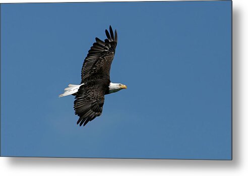 Eagle Metal Print featuring the photograph Freedom Flies by Ronnie And Frances Howard