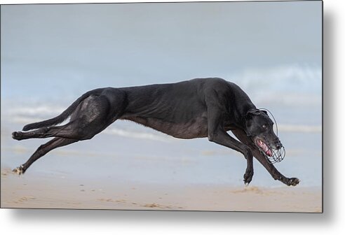 Greyhound Metal Print featuring the photograph Full Speed by Mieke Engelbos