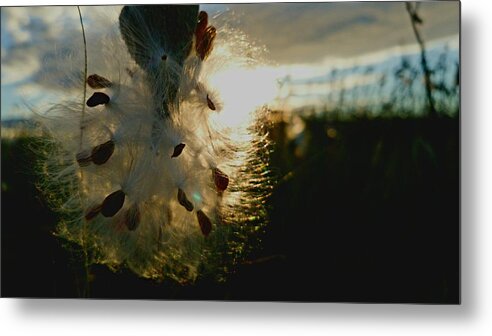 Uther Metal Print featuring the photograph Gossamer by Uther Pendraggin