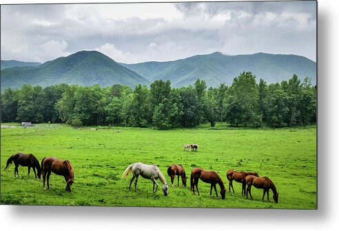 Clouds Metal Print featuring the photograph Grazing by Joe Leone