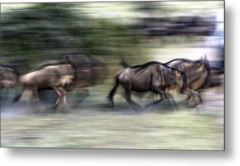 Wildlife Metal Print featuring the photograph Great Migration by Giuseppe D\\'amico