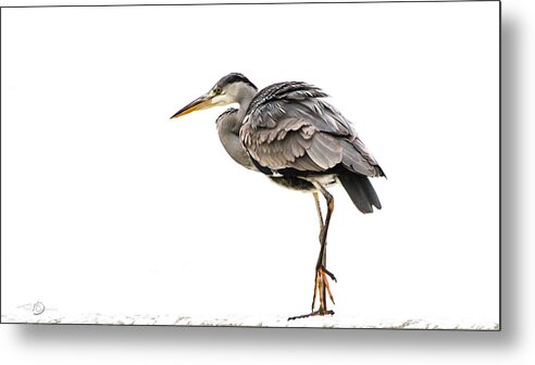 Grey Heron Metal Print featuring the photograph Grey Heron on snow by Torbjorn Swenelius