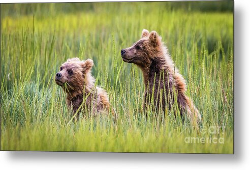 Grizzly Metal Print featuring the photograph Grizzly cubs by Lyl Dil Creations