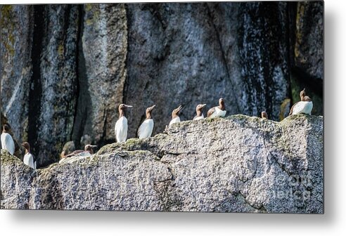 Guillemot Metal Print featuring the photograph Guillemots on the cliff ledges by Lyl Dil Creations