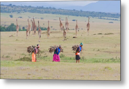Massai Metal Print featuring the photograph Harmeny by Cheng Chang