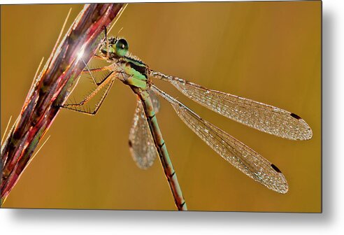 Dragonfly Metal Print featuring the photograph Hdr14 by Gordon Semmens