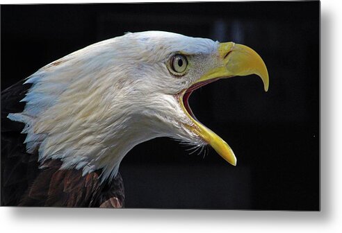Bald Eagle Metal Print featuring the photograph If You Want to Be Free, Be Free by Michael Allard