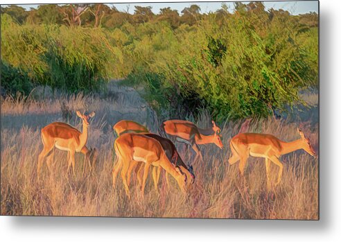 Impala Metal Print featuring the photograph Impalas of Botswana, Painterly by Marcy Wielfaert