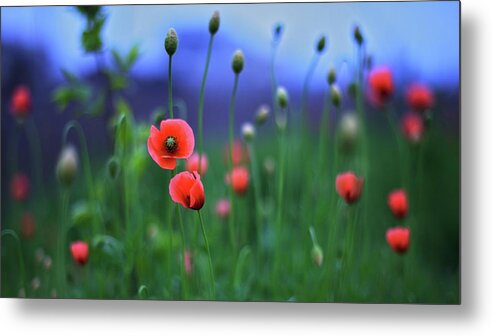 Tottori Prefecture Metal Print featuring the photograph In Japanese Rice Fields Poppies Blow by Marvin Fox