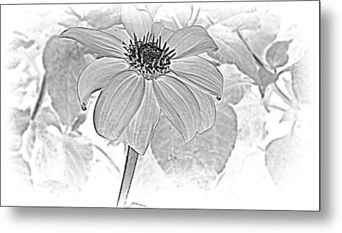 Sunflower Metal Print featuring the photograph Infrared Mexican Sunflower by Kay Novy