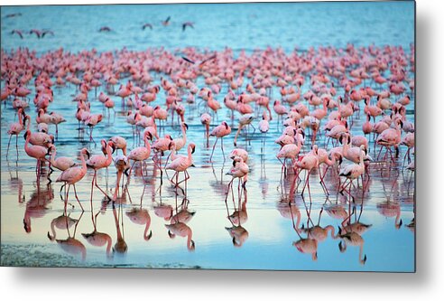 Tranquility Metal Print featuring the photograph Lake Nakaru Flamingoes by Grant Faint