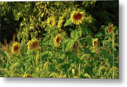 Sunflowers In A Cornfield Metal Print featuring the photograph Late Summer Sunflowers by Kristin Hatt