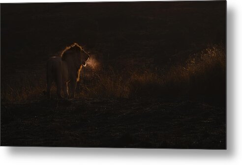 Africa Metal Print featuring the photograph Lion Breath by Roberto Marchegiani