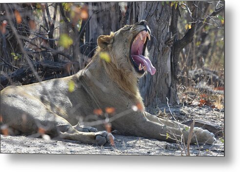 Lion Metal Print featuring the photograph Lion's Yawn by Ben Foster
