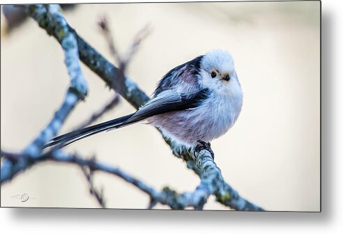 Long-tailed Tit Metal Print featuring the photograph Long Tailed Tit perching on a twig by Torbjorn Swenelius