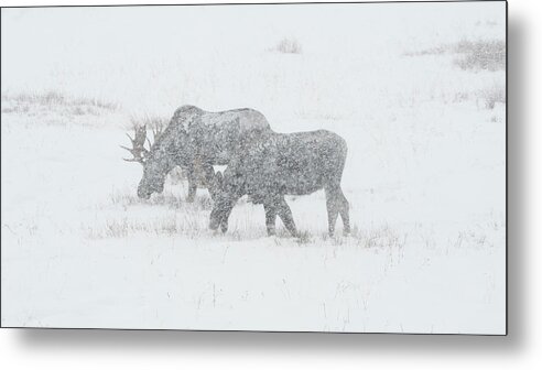 Moose Metal Print featuring the photograph Moose In A Snowstorm by Patrick Nowotny