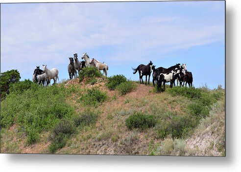 Mustangs Of The Badlands-1406 Metal Print featuring the photograph Mustangs Of The Badlands-1406 by Gordon Semmens