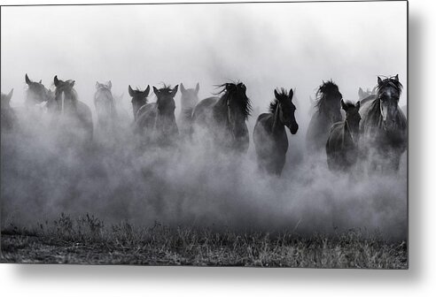 Horses Metal Print featuring the photograph Mustangs by Yavuz Pancareken