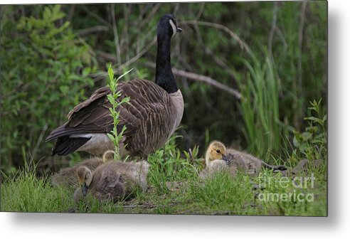 Canadian Geese And Goslings Metal Print featuring the photograph Nature's Gift by Mary Lou Chmura