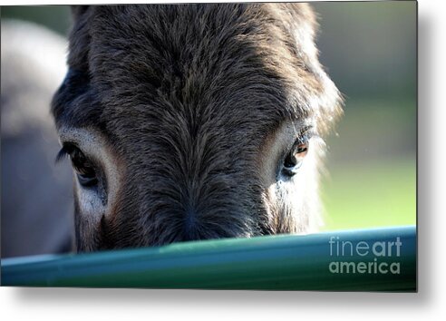Rosemary Farm Sanctuary Metal Print featuring the photograph Nemo's Eyes by Carien Schippers
