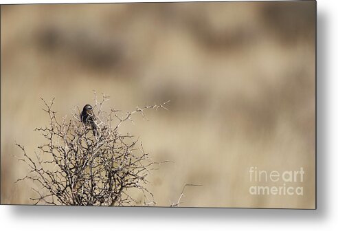 Bird Metal Print featuring the photograph On The Lookout by Robert WK Clark