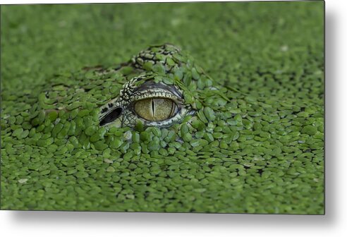 Eye Metal Print featuring the photograph Only Eye by Tantoyensen