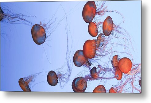 Underwater Metal Print featuring the photograph Orangey Orgy by S Ty Photography