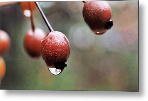 Tree Metal Print featuring the photograph Ornamental Pear by Jerry Connally