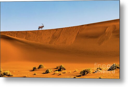 Gemsbok Metal Print featuring the photograph Oryx on the dune, Namibia by Lyl Dil Creations