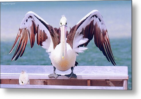 Pelicans Metal Print featuring the digital art Pelican wings of beauty 9724 by Kevin Chippindall