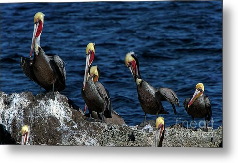 Azamara Metal Print featuring the photograph Pelicanos by Doug Sturgess