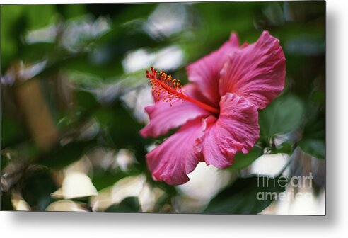 Beautiful Metal Print featuring the photograph Pink Hibiscus Flower by Pablo Avanzini