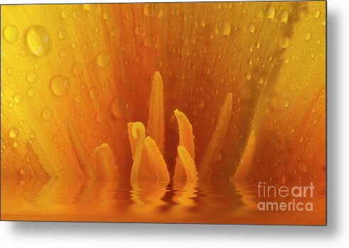 Flower Metal Print featuring the photograph Poppy flower macro and water reflection by Simon Bratt