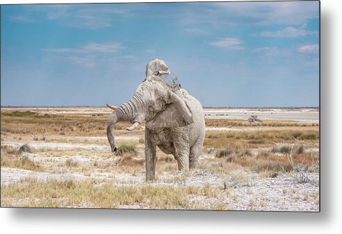 Elephant Metal Print featuring the photograph Raging Bull by Hamish Mitchell
