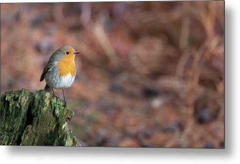 Robin Metal Print featuring the photograph Red Robin in the woods at Autumn by Anita Nicholson