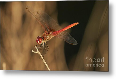 Striolatum Metal Print featuring the photograph Red-veined darter Dragonfly by Pablo Avanzini