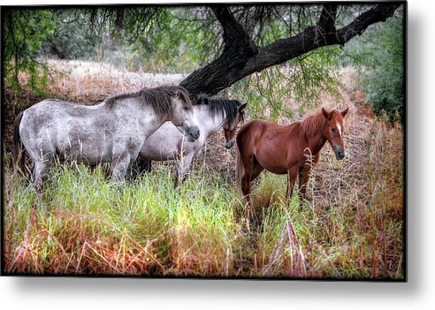 Horses Metal Print featuring the photograph Salt River Wild Horses by Elaine Malott