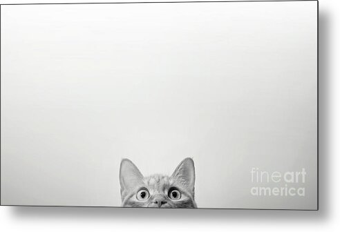 Pets Metal Print featuring the photograph Scared Cat Looking by Wei Li